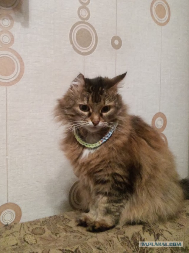 Котовторник