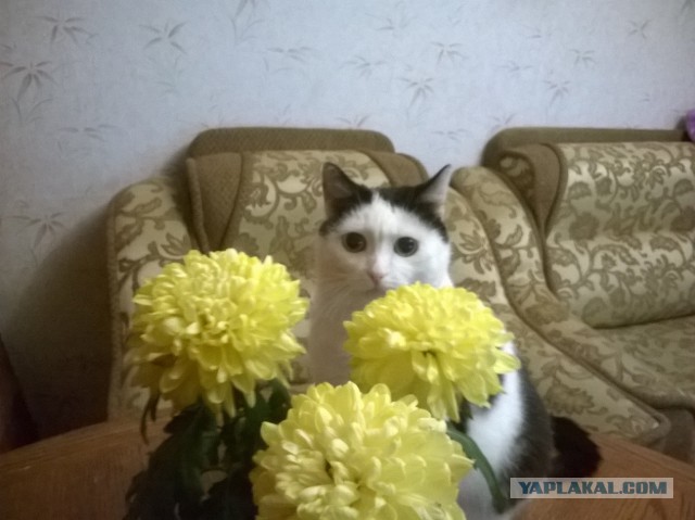 Котовторник