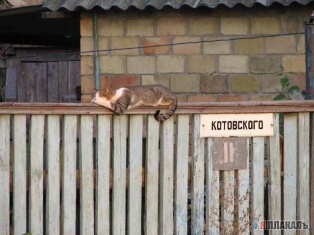 Коты, кошки, котята