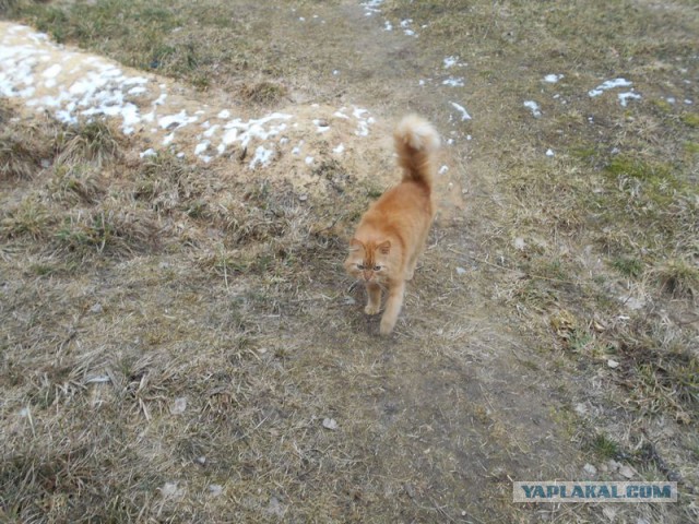 Жизнь домашнего приюта для котеек 103