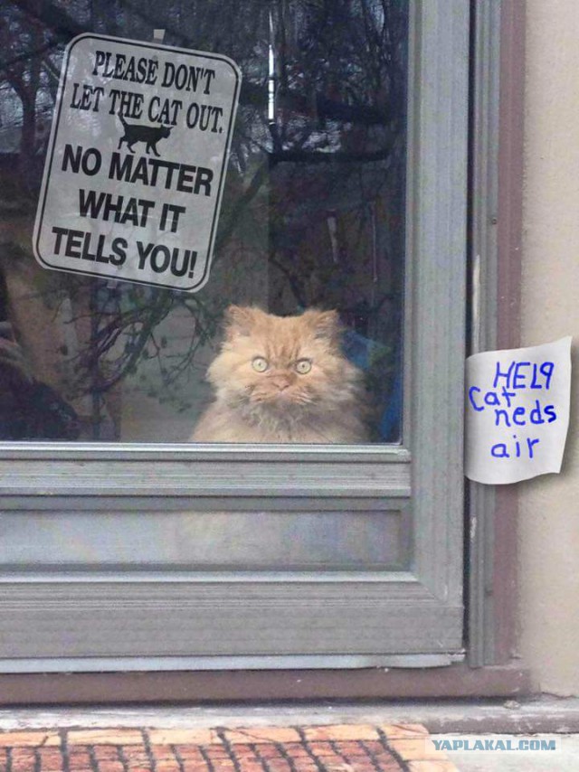 Котовторник 22.03.2016