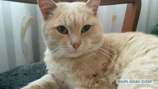 КотоВторник 26.04.2016