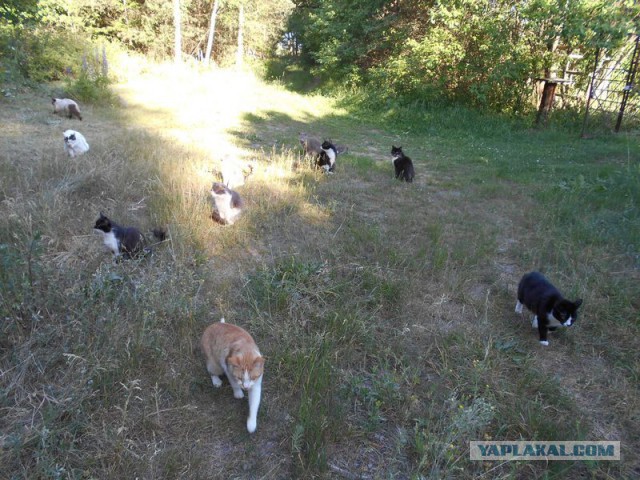 Жизнь домашнего приюта для котеек 117