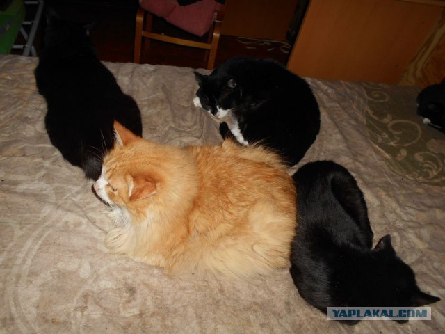 Жизнь домашнего приюта для котеек 123