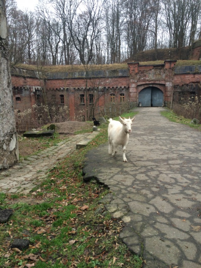 2 дня в Калининграде