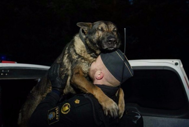 Самые смешные животные