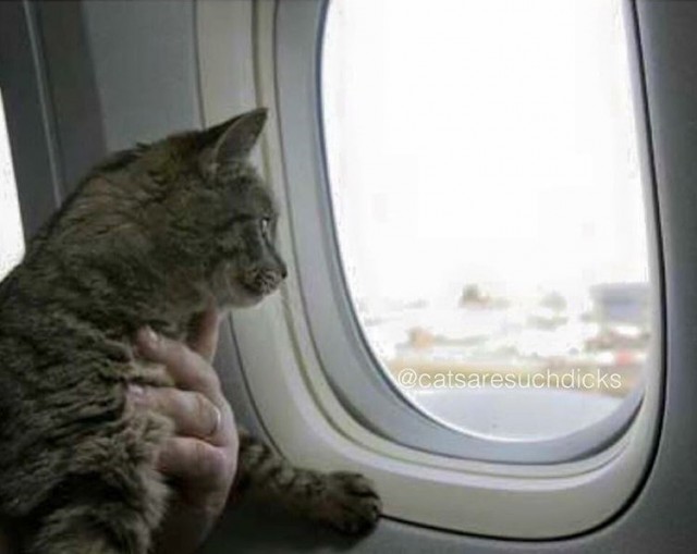 Коты из сети
