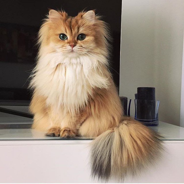 Коты из сети