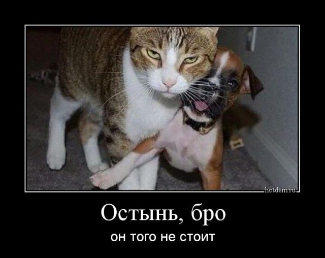 20 злобных животных, которым лучше не переходить дорогу