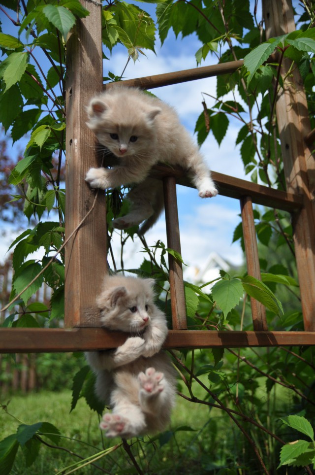 Коты и Кошки