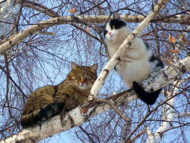Коты и Кошки