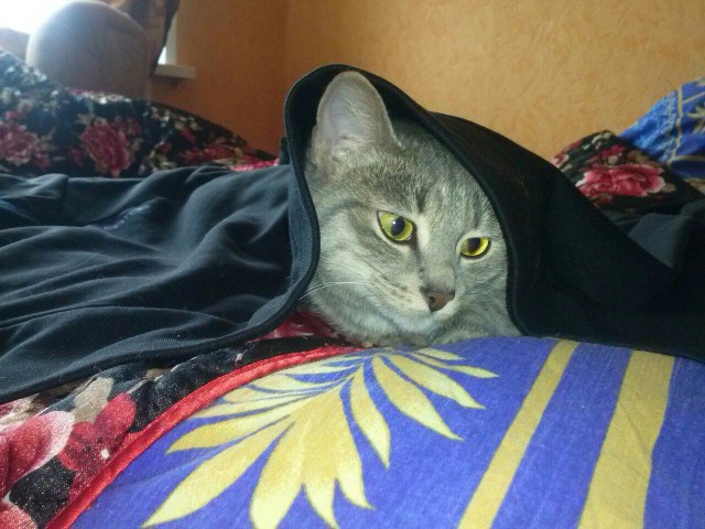 Коты и Кошки
