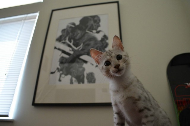 Коты и Кошки