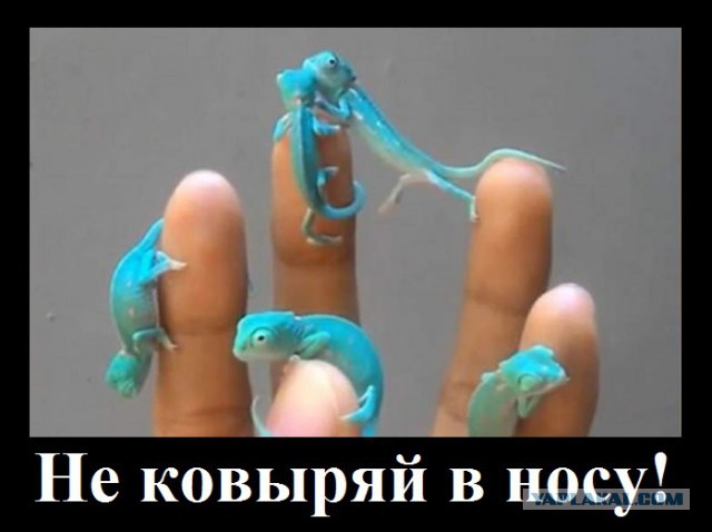 Картинок всяких