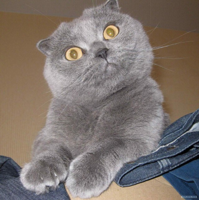 Котовторник  21.08.12