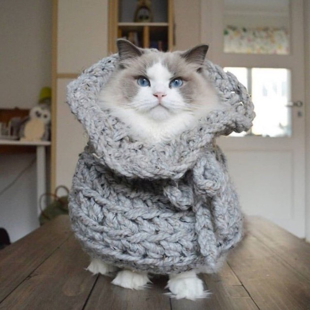 Прикольных котов пост