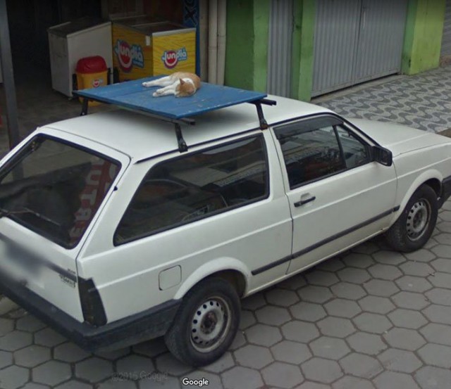 Google Street View показал топ-10 животных, случайно попавших в кадр