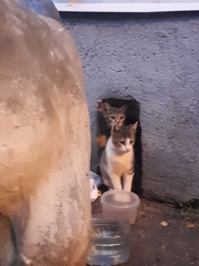 Забавные фото котеек