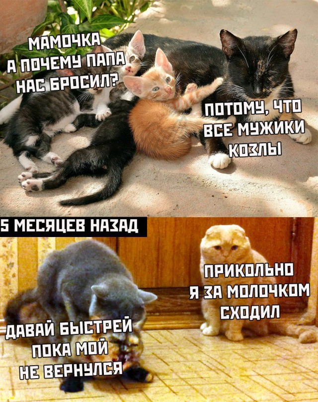 Немного картинок для настроения 09.10.19