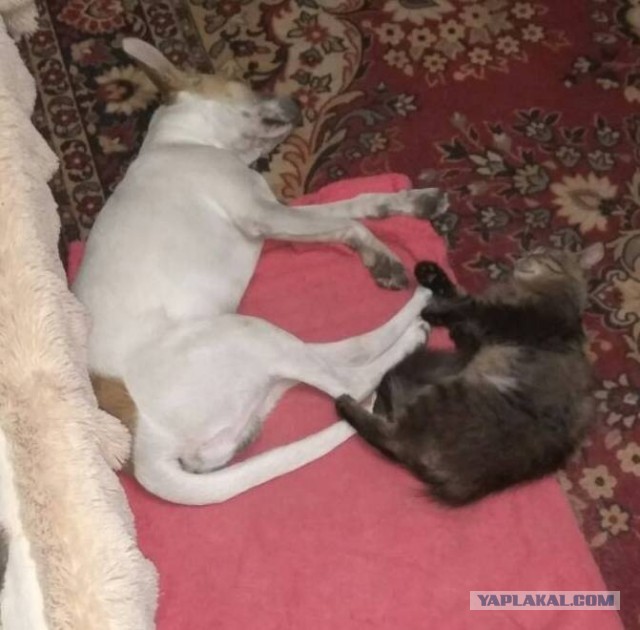 Уже не котовторник, но еще и не собакочетверг