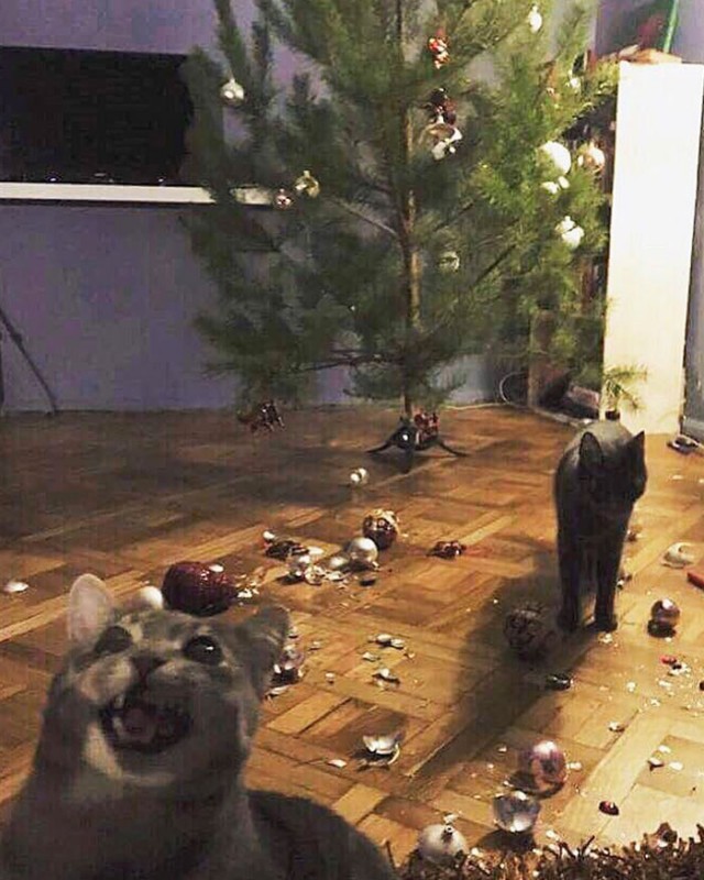 Фотографии, которые доказывают, что кошки самые большие сволочи