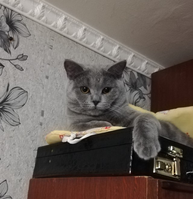 Котовторник же!
