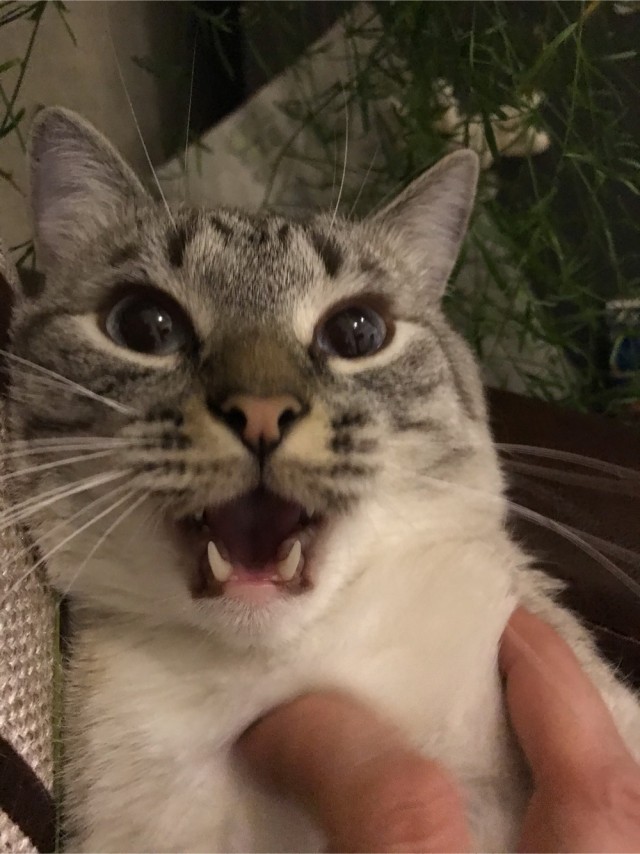 Солнце котовторника уже встало, Господа!
