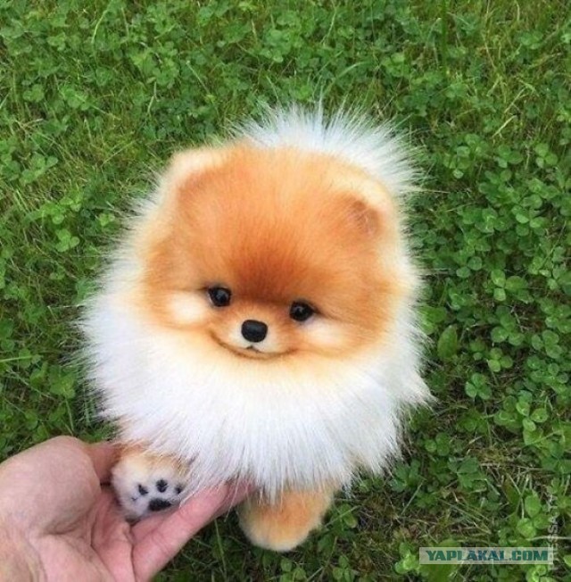 Собакочетверг же? Погнали!