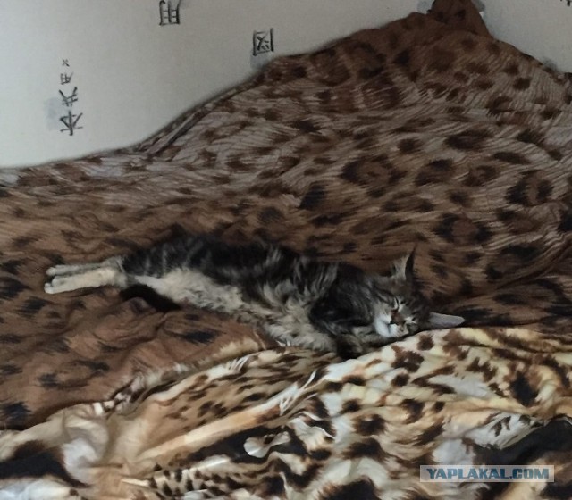 Котовторнику быть