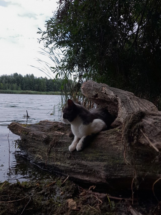 Ждет рыбов