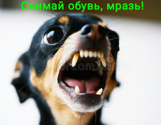 Как вам вольер для собаки?