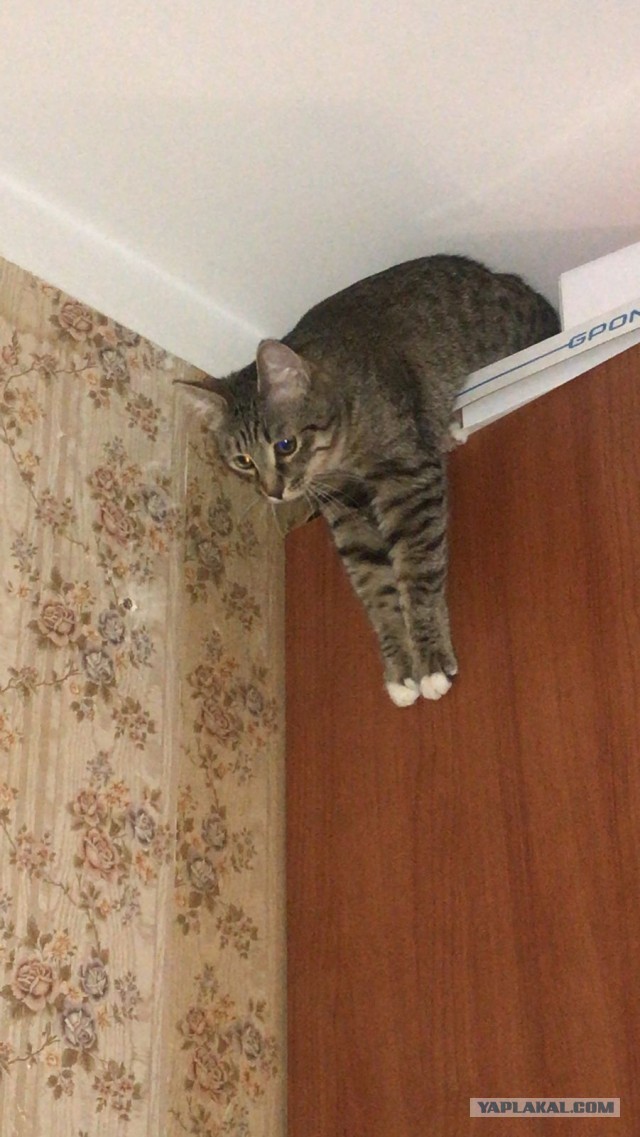 Котёнок Батон приветствует ЯПовцев