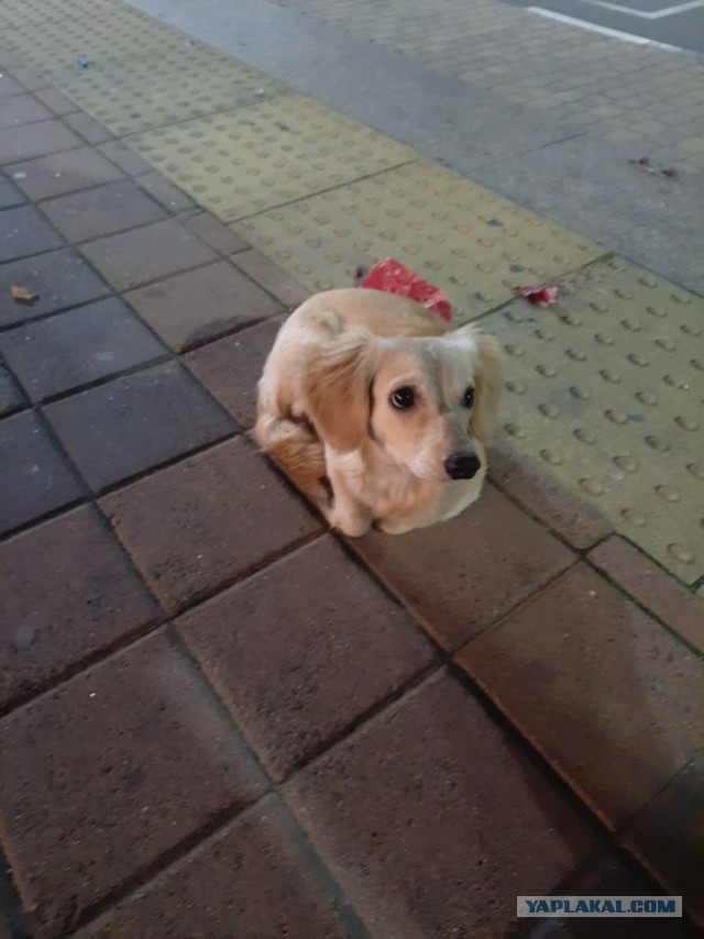 ведь четверг - время добрых собачьих дел