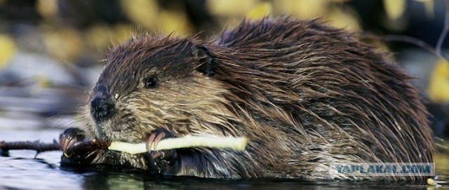 Попытка сфотографироваться с бобром