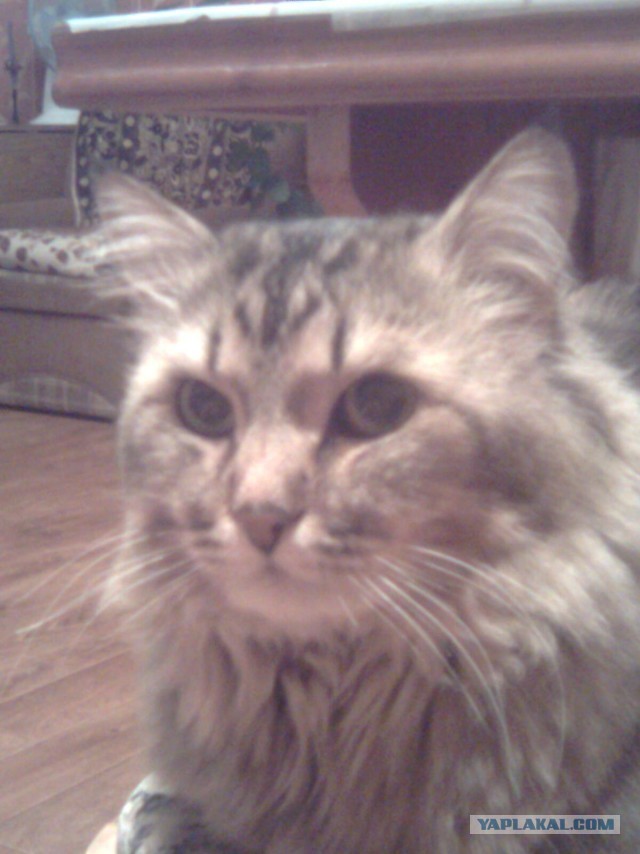 Котовторник 16.04.2013