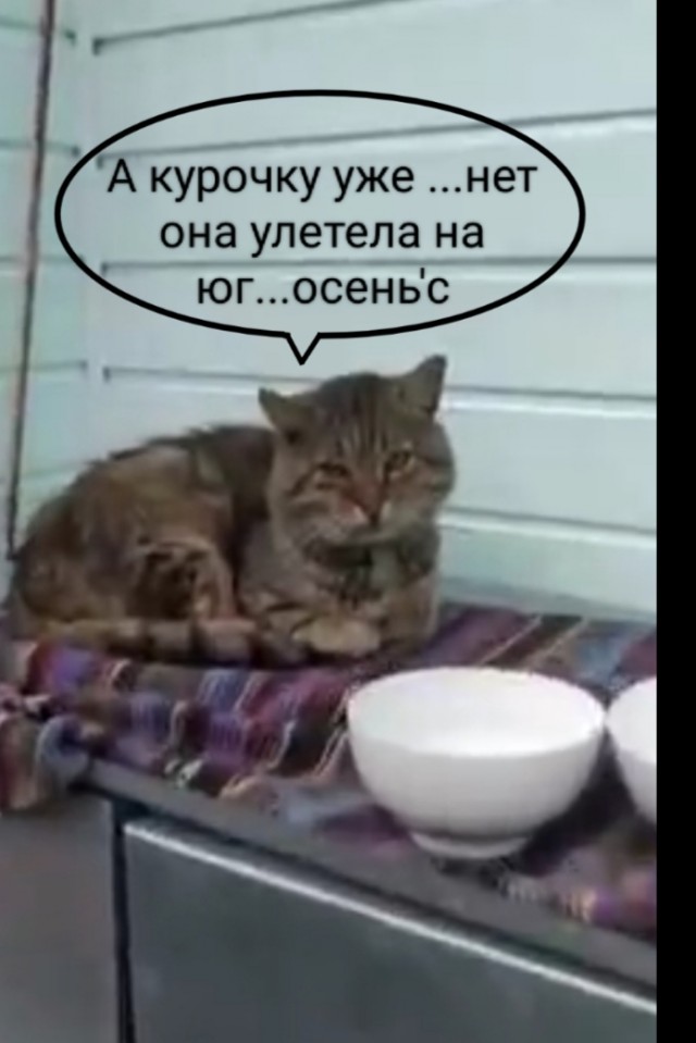Обезоруживающая курочка