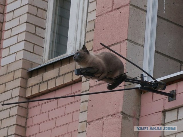 Спутниковый арбуз