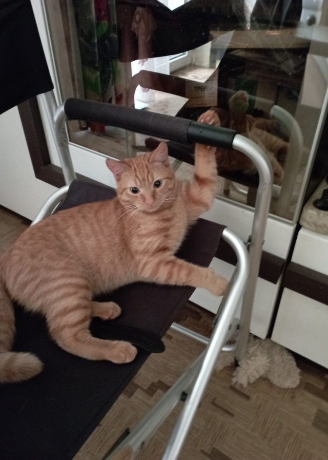 - У тебя есть кот? - Нет. - Теперь есть!