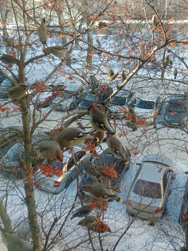 Свиристели, свиристели... пообедать прилетели!