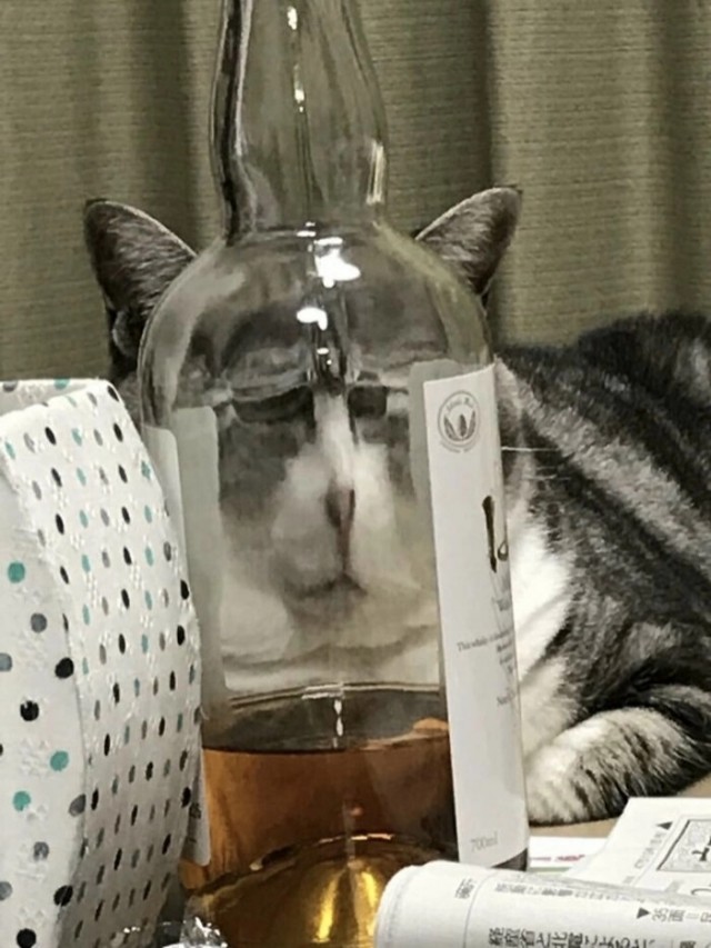 Коть, тебе нормально?