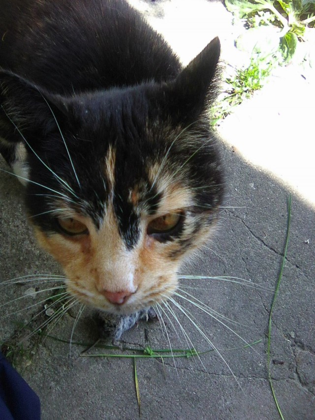 Коты деревенской породы