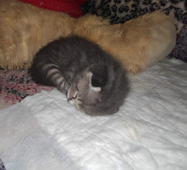 Кошки не похожи на людей...