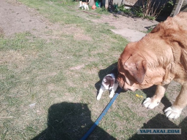 Жизнь домашнего приюта для котеек 542