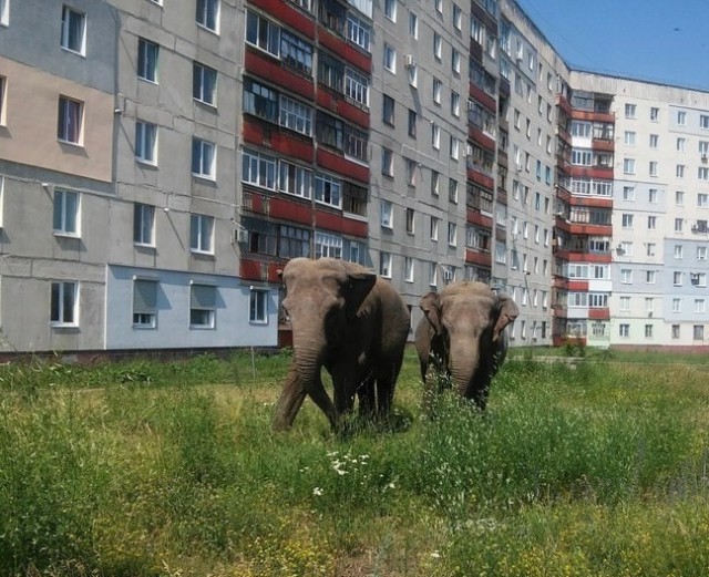 Далеко,далеко, на лугу пасутся слоо..