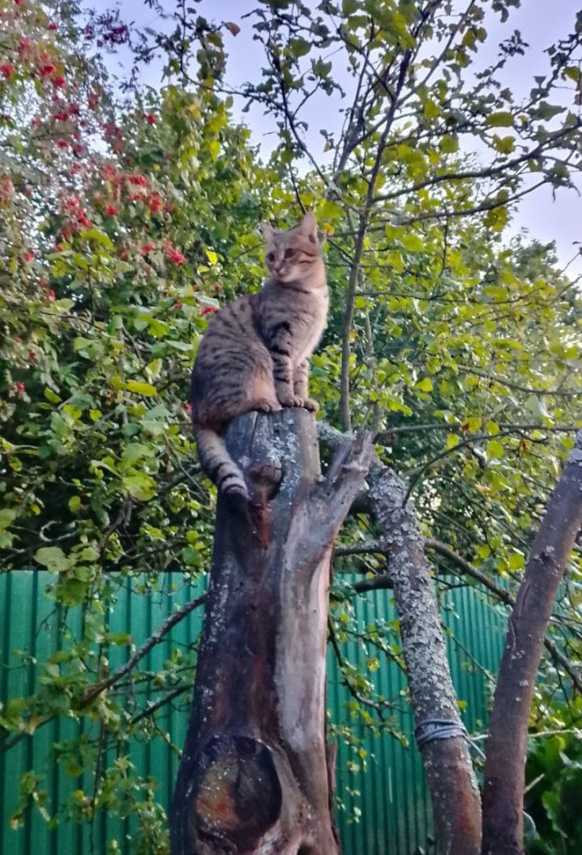 Кошка - сова, но только без крыльев.