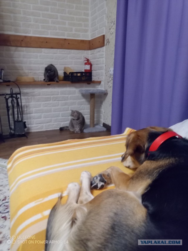 А у Даны д.р. Ей 11 лет..