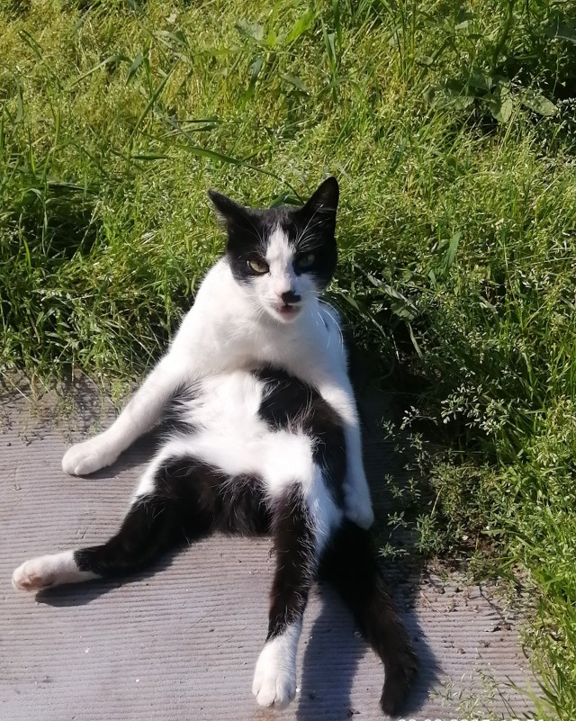 Котовторнику да