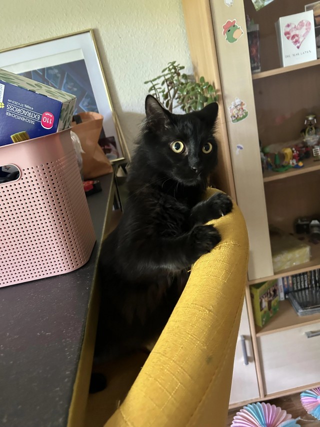 Котик с помойки