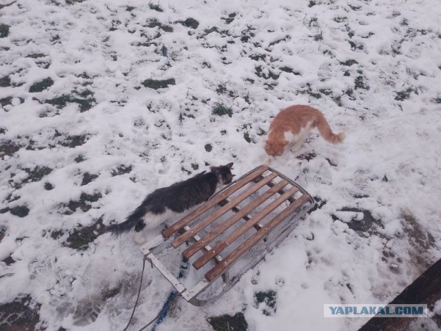 Жизнь домашнего приюта для котеек 564