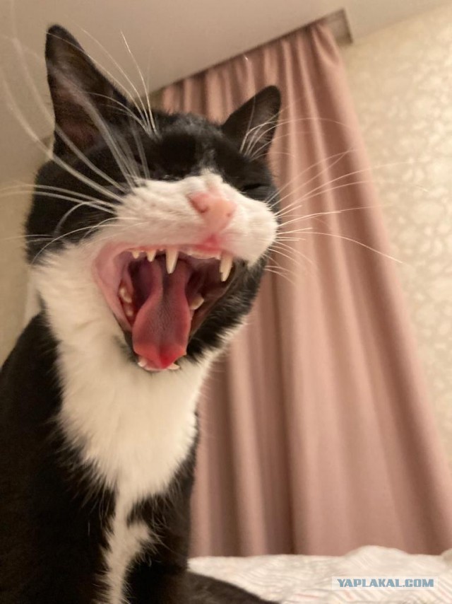 Котëнок с румынской дороги